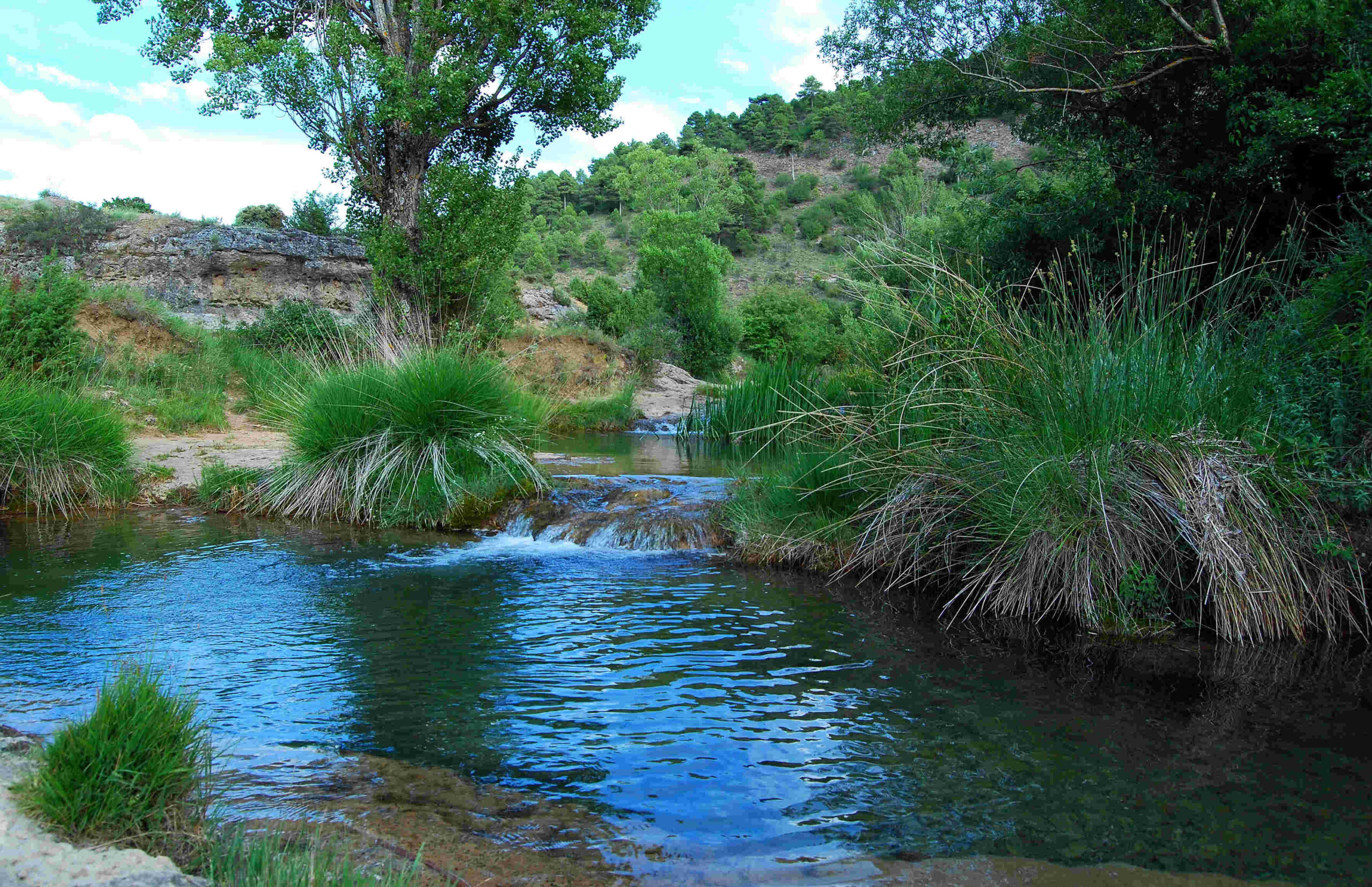 Palomera 4